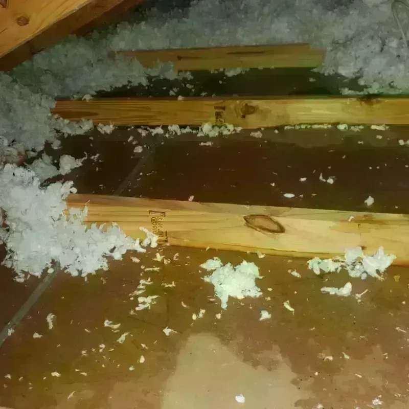 Best Attic Water Damage Service in Belcourt, ND