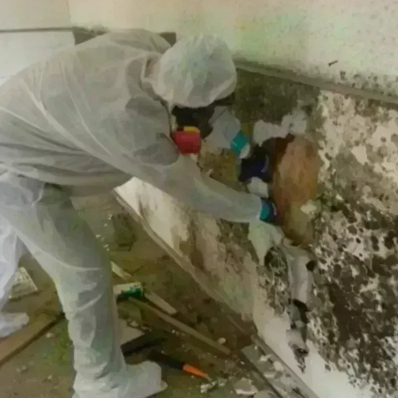 Mold Remediation and Removal in Belcourt, ND